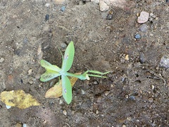 Stagmatoptera septentrionalis