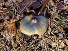 Tricholoma davisiae