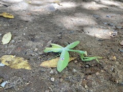 Stagmatoptera septentrionalis