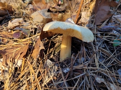 Tricholoma davisiae