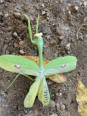 Stagmatoptera septentrionalis