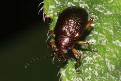 Rhabdopterus