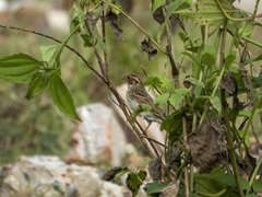 Emberiza pusilla