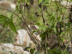 Emberiza pusilla