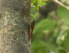 Sittasomus griseicapillus