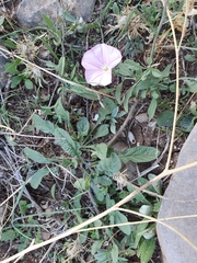 Convolvulus cantabrica image