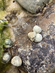 Bembicium nanum
