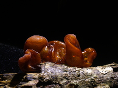 Phaeotremella