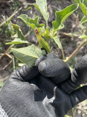 Datura quercifolia