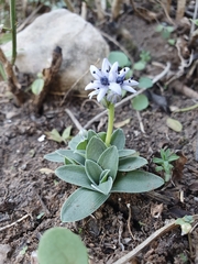 Hyacinthoides lingulata
