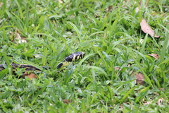 Spilotes pullatus