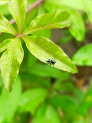 Rhynolaccus formicarius