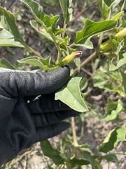 Datura quercifolia