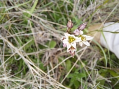 Nothoscordum