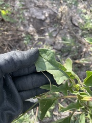 Datura quercifolia