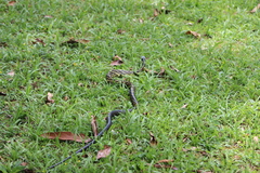 Spilotes pullatus
