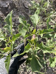 Datura quercifolia