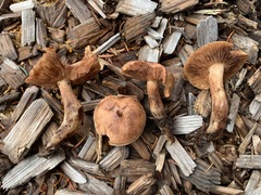 Tricholoma fulvum image