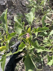 Datura quercifolia