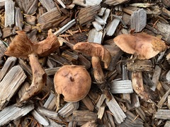 Tricholoma fulvum image