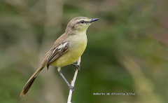 Bahia Wagtail-Tyrant photo 2