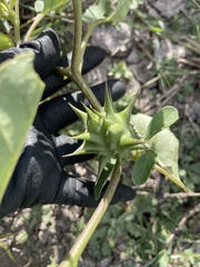 Datura quercifolia