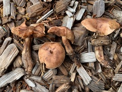 Tricholoma fulvum image