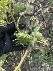 Datura quercifolia