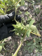 Datura quercifolia