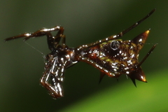 Micrathena