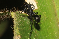 Cephalotes atratus