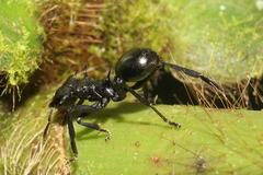 Cephalotes atratus