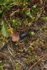 Cicindela longilabris