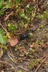 Cicindela longilabris