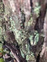 Hypocenomyce scalaris