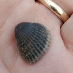 Anadara brasiliana