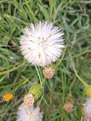 Asteraceae