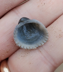 Anadara brasiliana