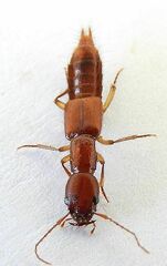 Homaeotarsus
