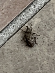 Conotrachelus seniculus