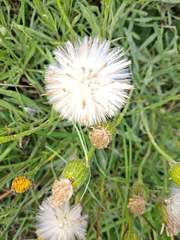 Asteraceae