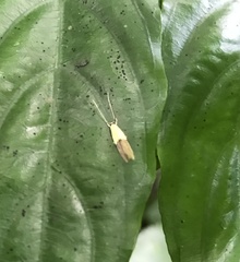 Opogona protodoxa