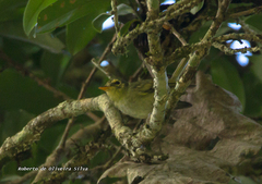 Phylloscartes oustaleti