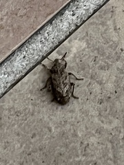 Conotrachelus seniculus