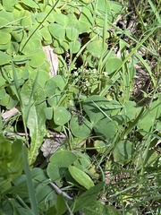 Myrmecia