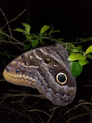 Caligo illioneus