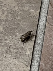 Conotrachelus seniculus