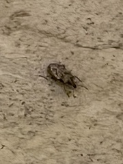 Conotrachelus seniculus