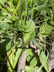 Myrmecia