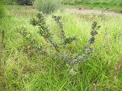 Vaccinium meridionale